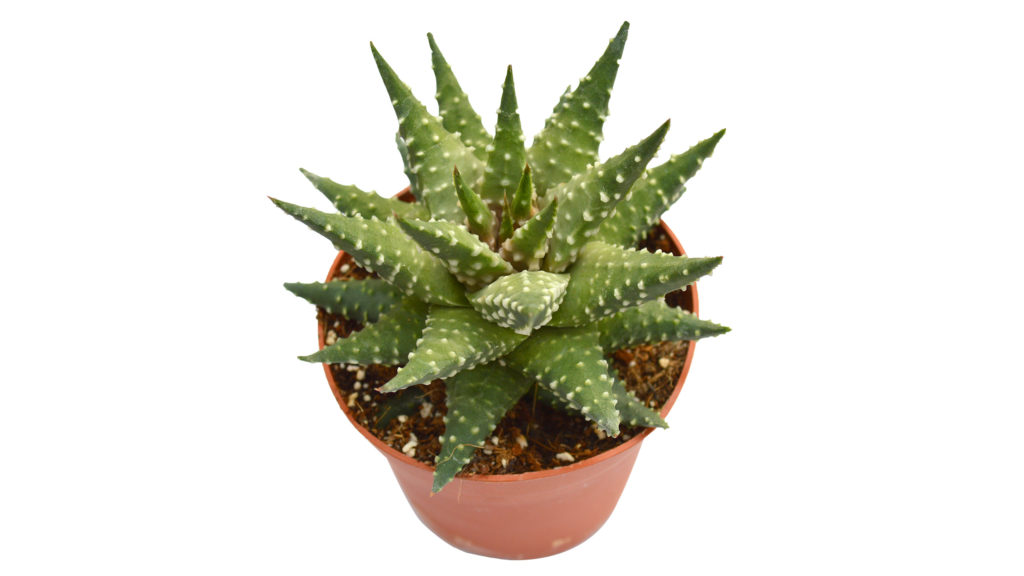 Margaritiferia_za_gr